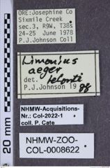 Etiketten zu Limonius aeger (NHMW-ZOO-COL-0008622)